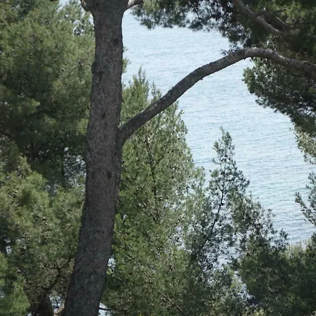 Alouettes Hyeres